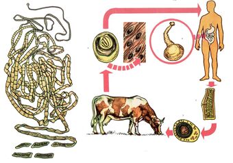 Pour un helminthes très commun, le ténia du bœuf, une vache sert d'hôte intermédiaire et une personne est la dernière. 