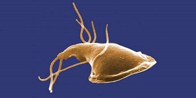 Types de parasites dans le corps humain