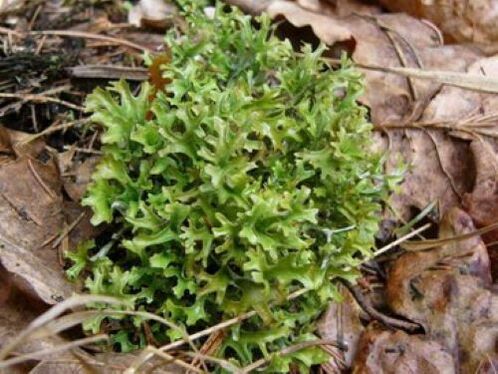 Cetraria causée par des parasites dans le corps