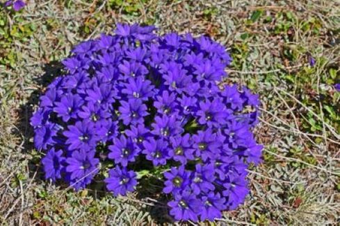 Fièvre racine de parasites dans le corps