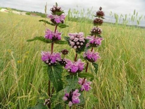 Usine de minerai de fer contre les parasites dans le corps