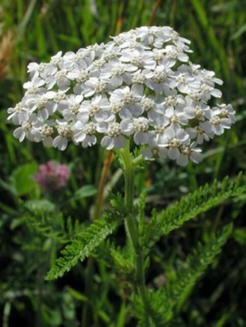 Yarrow contre les parasites dans le corps