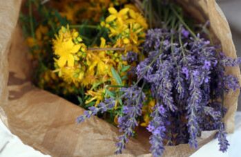Herbes contre les parasites dans le corps
