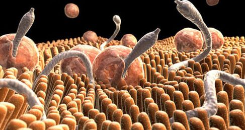 Parasites dans le corps humain