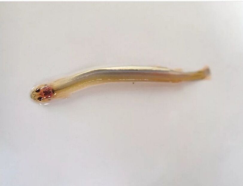 Wandellia ronronne - un poisson parasite dangereux